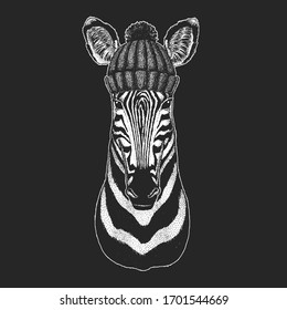 Zebra portrait. Winter knitted hat. Head of wild animal.