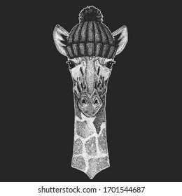Zebra portrait. Winter knitted hat. Head of wild animal.