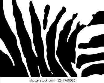 Zebra print, animal skin, tiger stripes, abstract pattern, line background, fabric. Amazing hand drawn vector illustration. Poster, banner. Black and white artwork, monochrome