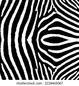 Zebra print.Black and white zebra stripes.Zebra stripes pattern