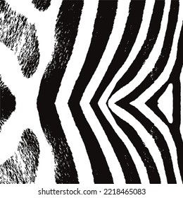 Zebra print.Black and white zebra stripes.Zebra stripes pattern
