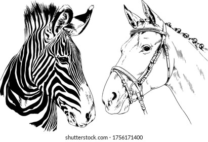 Zebra and racehorse, hand-drawn heads, for logo or tattoo