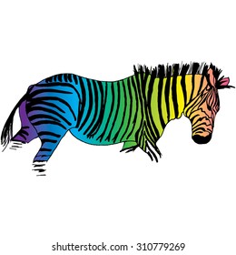 Zebra rainbow vector illustration on white background. Isolated