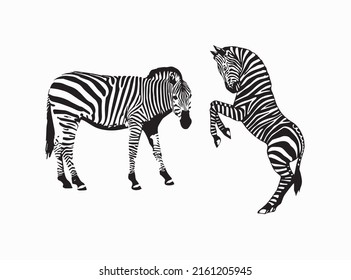 Zebra Royalty Vector Illustration Stock Vector Image for Free EPS