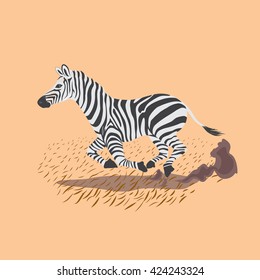 Zebra running
