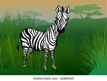 A zebra in the savanna