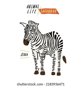 Zebra Savannah Animal Life Hand drawn Cartoon color illustration