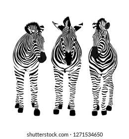 Zebra seamless pattern. Wild animal, striped black and white. design trendy fabric texture. Vector illustration isolated on white background.