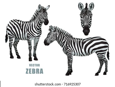 Zebra set. Vector isolated elements on the white background.