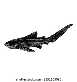 Zebra Shark Hand Drawing Vector Illustration Stock Vector (Royalty Free ...