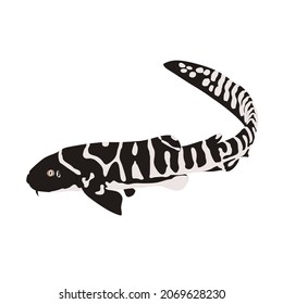 Zebra shark, Stegostoma fasciatum inhabit in sand, rubble, or coral bottoms. It is also known as carpet shark