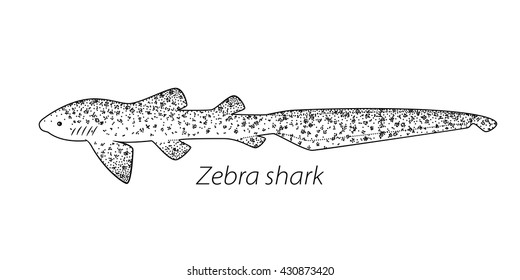 Zebra shark