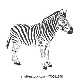 zebra silhouette drawing. vector illustration