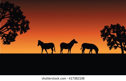 Zebra silhouette in fields at the afternoon