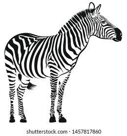 Zebra. Silhouette of horse with black and white stripes. Vector illustration.