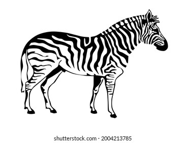 Zebra silhouette isolated on white background. Vector illustration