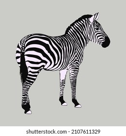 Silueta de cebra aislada vectorial. Ilustración animal minimalista.