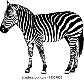 Jumping Striped African Zebra Handdrawn Stock Vector (Royalty Free ...