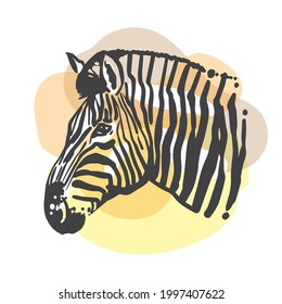 Zebra sketch portrait.. Hand drawn color illustration. Wild animal drawing