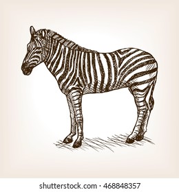 Zebra sketch style vector illustration. Old engraving imitation.