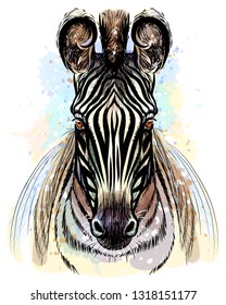 Zebra. Sketchy color portrait of zebra on a white background with splashes of watercolor.