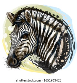  Zebra.  Skizzenhaft, realistisch, farbiges Zebra-Portrait auf weißem Hintergrund mit Wasserfarbspritzer.