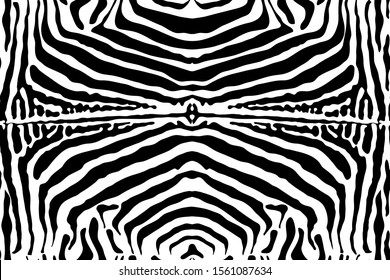Zebra skin, striped pattern. Animal print, black and white detailed and realistic texture. Vector illustration, graphic fashion template. Monochrome seamless background.