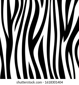 Zebra skin texture pattern, Animal fur background vector illustration, Black and white line texture