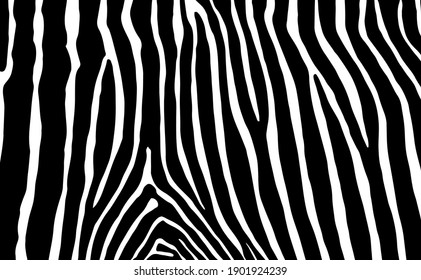 Zebra Skin Texture Pattern, Vector Background