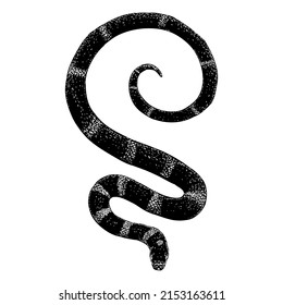 zebra snake hand drawing vector illustration isolated on white background