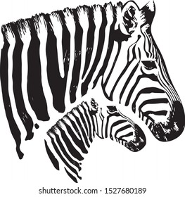 Zebra and son illustration vector