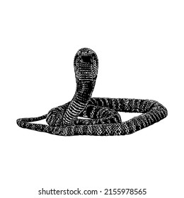 Zebra Spitting Cobra Snake Hand Drawing Vector Illustration Isolated On White Background