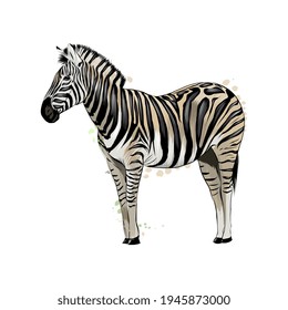 Zebra from a splash of watercolor, colored drawing, realistic. Vector illustration of paints