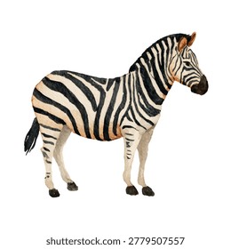 Zebra standing alone black and white