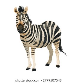 Zebra standing alone looking forward still