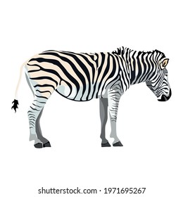 Zebra standing isolated on white background. Graphical sketch illustration.