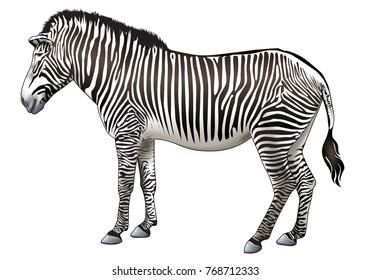 Zebra standing on white background vector illustration.