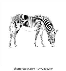 zebra standing stock vector illustration poster isolated on white background