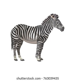 Zebra standing. Vector illustration isolated on the white background