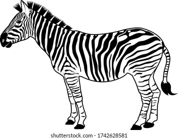 Zebra Standing Vector Isolated On White Stock Vector (Royalty Free ...