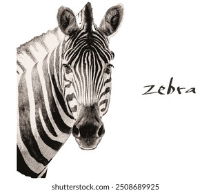 A zebra staring at you with kind eyes