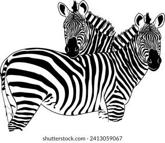 Zebra. Striped horse, African savannah animal, striped skin, linear pattern. Wild animal, cute character. Design of greeting cards, posters, patches, prints on clothes, emblems. Seth.