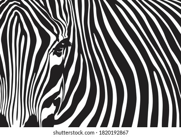 Zebra stripes background, Black and white abstract pattern design, Vector illustration