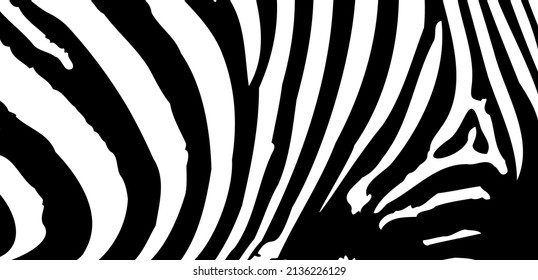 Zebra stripes background. Vector illustration