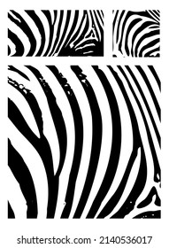 Zebra stripes background. Vector illustration