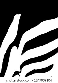 Zebra Stripes Pattern. Zebra print, animal skin, tiger stripes, abstract pattern, line background, fabric. Amazing hand drawn vector illustration. Poster, banner. Black and white artwork.