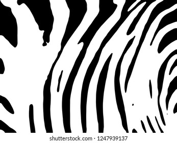 Zebra Stripes Pattern. Zebra print, animal skin, tiger stripes, abstract pattern, line background, fabric. Amazing hand drawn vector illustration. Poster, banner. Black and white artwork.
