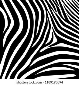 Zebra stripes pattern, vector illustration.