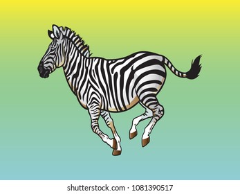 Zebra with stripes runs