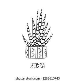 Zebra succulent plant in decorative pot in doodle style with a handwritten title. Vector illustration. Design elements for stamp, poster, stickers